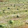 Breshëri shkakton dëme të mëdha në plantacionet me shalqi në Kovragë të Istogut