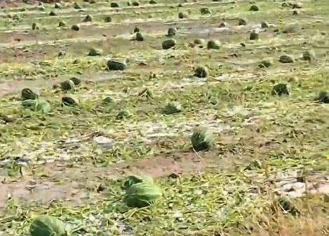 Breshëri shkakton dëme të mëdha në plantacionet me shalqi në Kovragë të Istogut