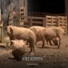 Murtaja Afrikane e Derrave po përhapet – a mund ta prekë edhe Kosovën? (VIDEO)