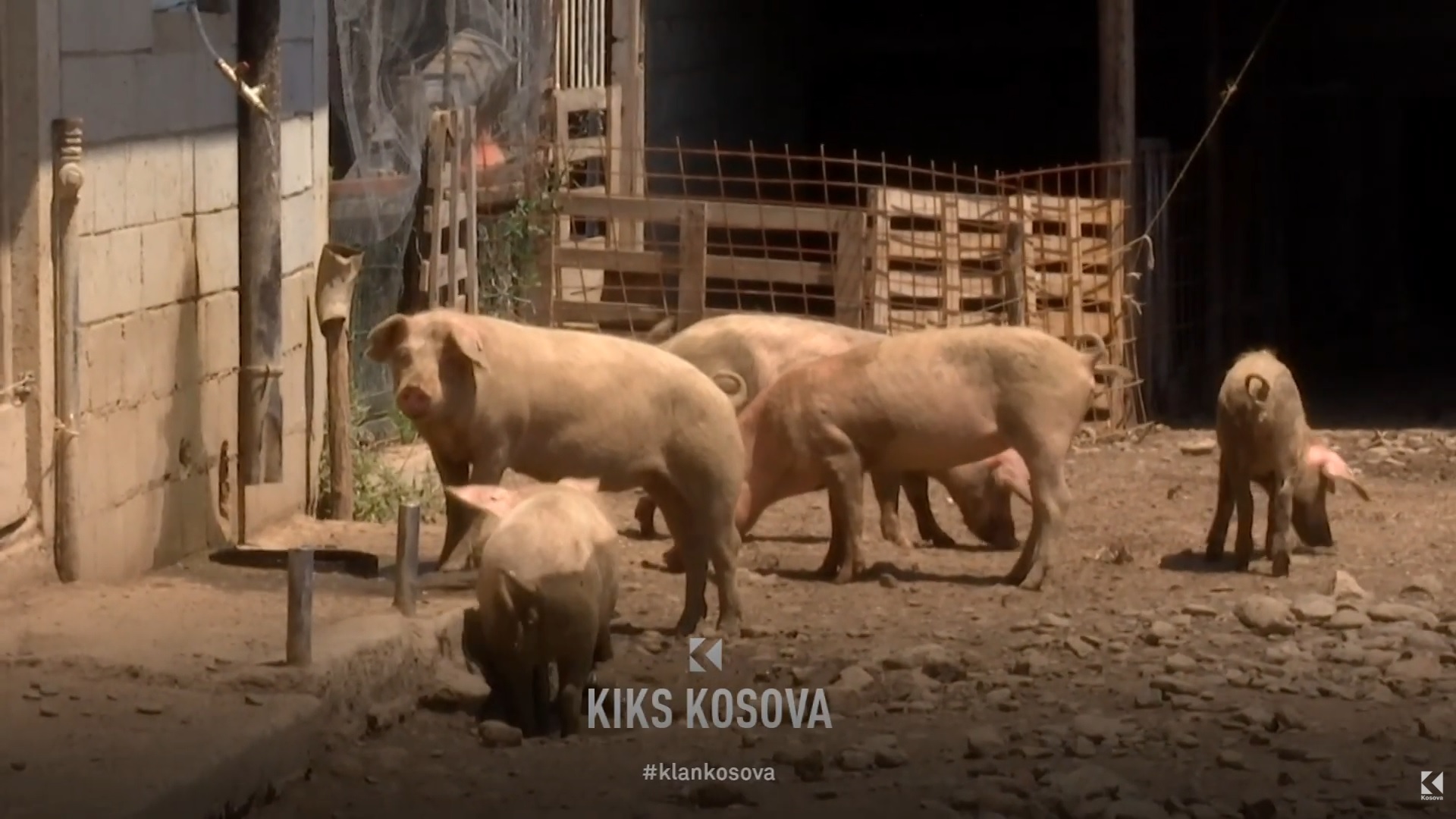 Murtaja Afrikane e Derrave po përhapet – a mund ta prekë edhe Kosovën? (VIDEO)