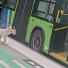 Dy dhi hipin në autobus dhe habisin pasagjerët (VIDEO)