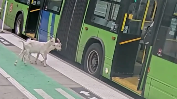 Dy dhi hipin në autobus dhe habisin pasagjerët (VIDEO)