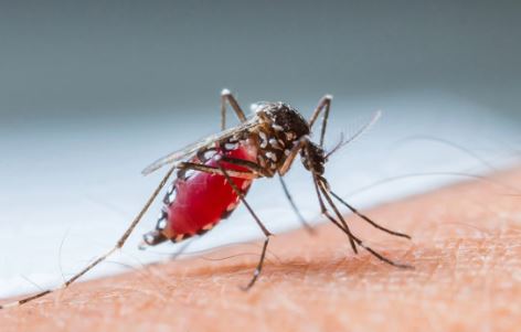 Në Maqedoni të Veriut regjistrohet viktima e katërt nga ethet e Nilit Perëndimor