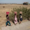 El Nino më i fuqishmi ndonjëherë, 2027-ta mund të jetë viti më i nxehtë